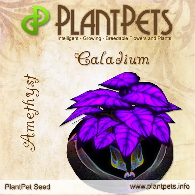 Poster for Caladium *Amethyst*