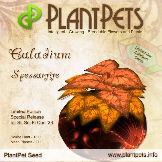 Poster for Caladium *Spessartite*