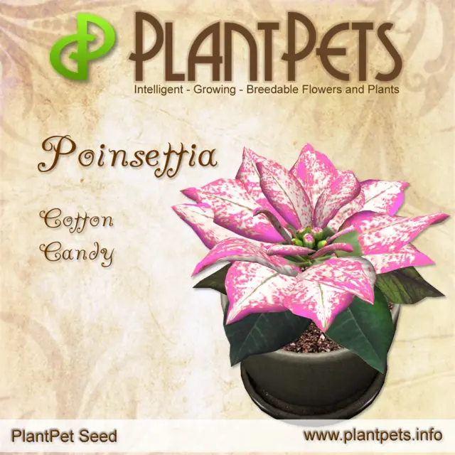 Poster for Poinsettia *Cotton Candy*
