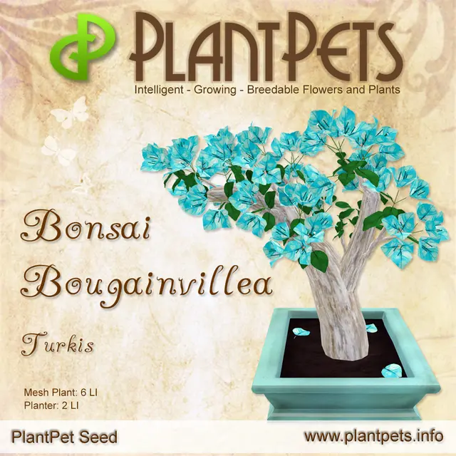 Poster for Bonsai Bougainvillea *Turkis*