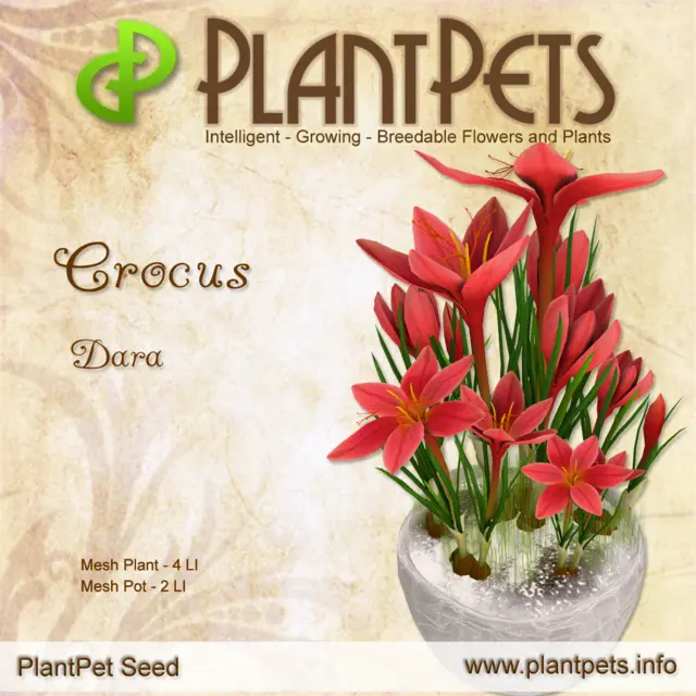 Poster for Crocus *Dara*