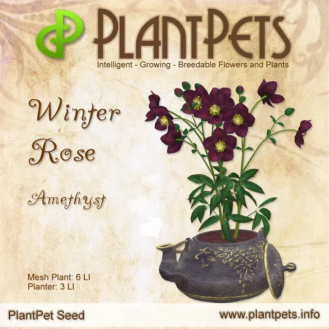 Poster for Winter Rose *Amethyst*