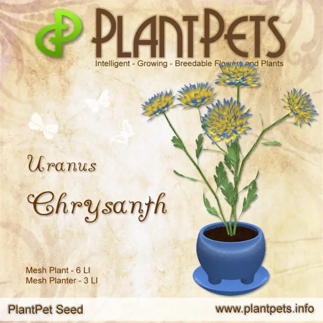 Poster for Chrysanth *Uranus*