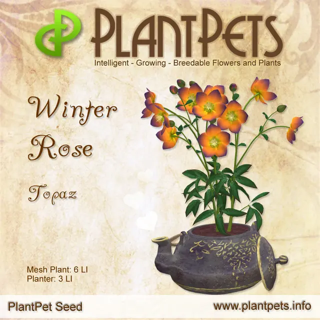 Poster for Winter Rose *Topaz*