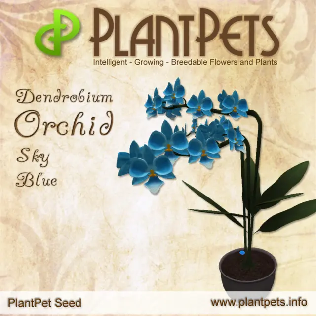 Poster for Dendrobium Orchid *Sky Blue*