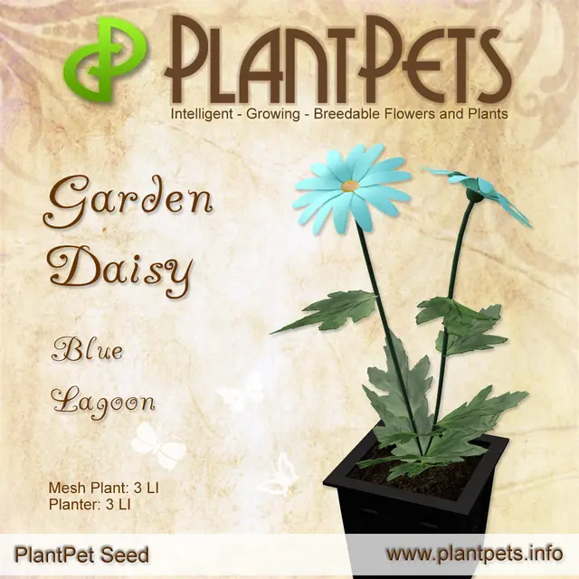 Poster for Garden Daisy *Blue Lagoon*