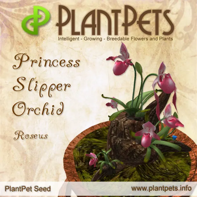 Poster for Princess Slipper Orchid *Roseus*