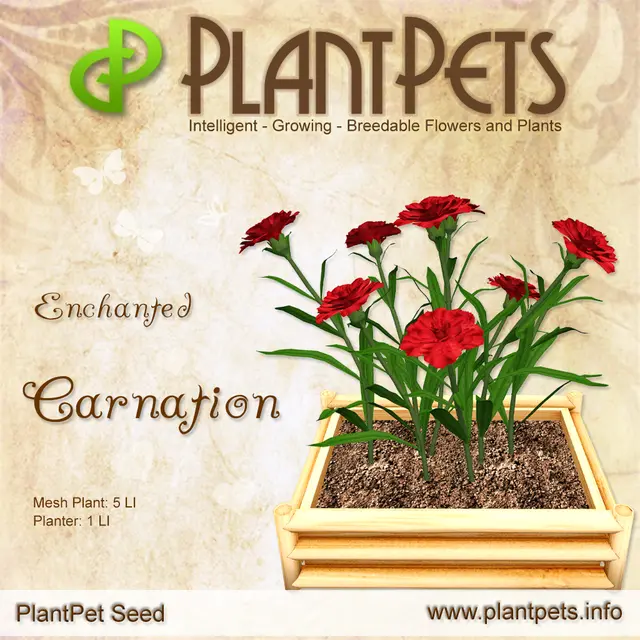 Poster for Carnation *Enchanted*