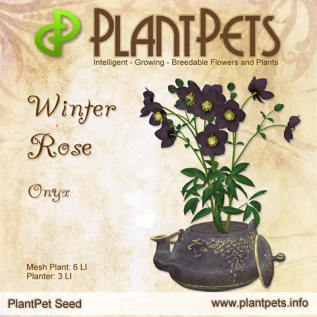 Poster for Winter Rose *Onyx*