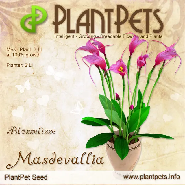 Poster for Masdevallia *Blosselisse*