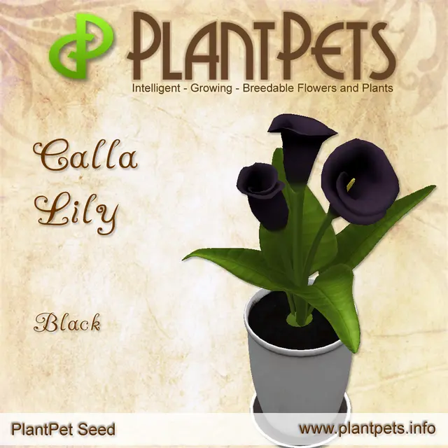 Poster for Calla Lily *Black*