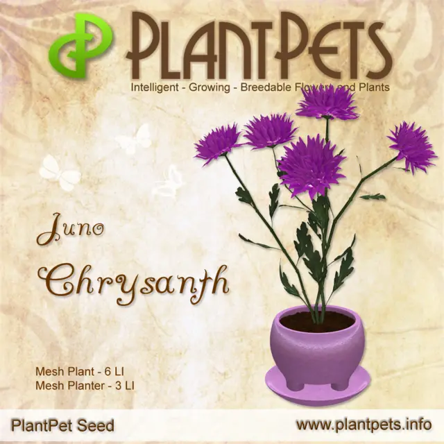 Poster for Chrysanth *Juno*