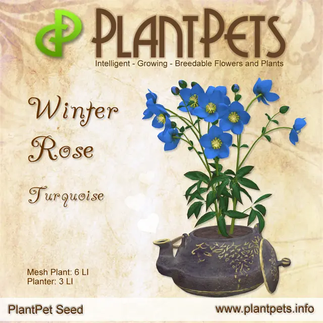 Poster for Winter Rose *Turquoise*