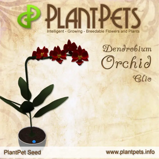 Poster for Dendrobium Orchid *Clio*