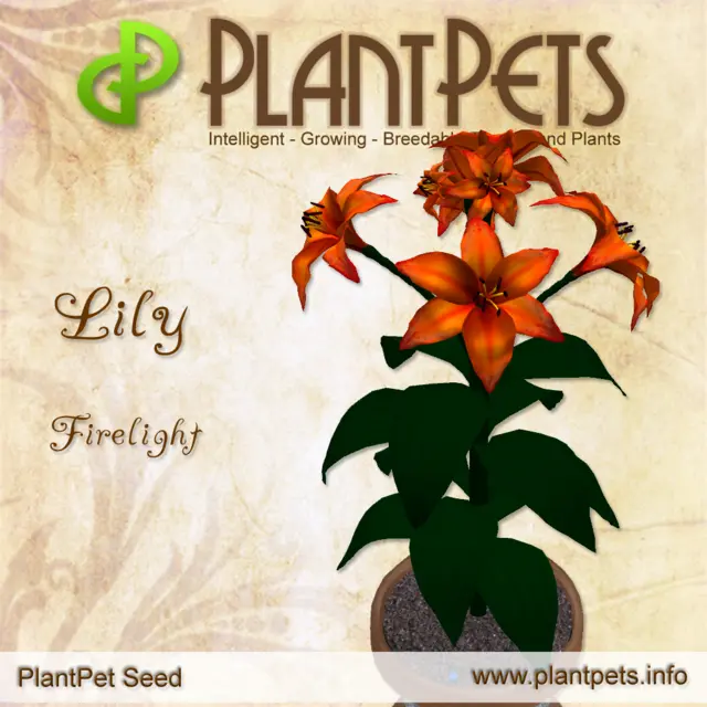 Poster for Lily *Firelight*