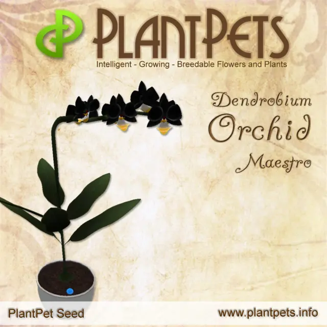 Poster for Dendrobium Orchid *Maestro*