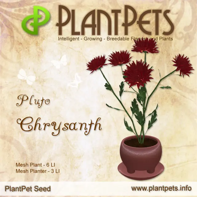Poster for Chrysanth *Pluto*