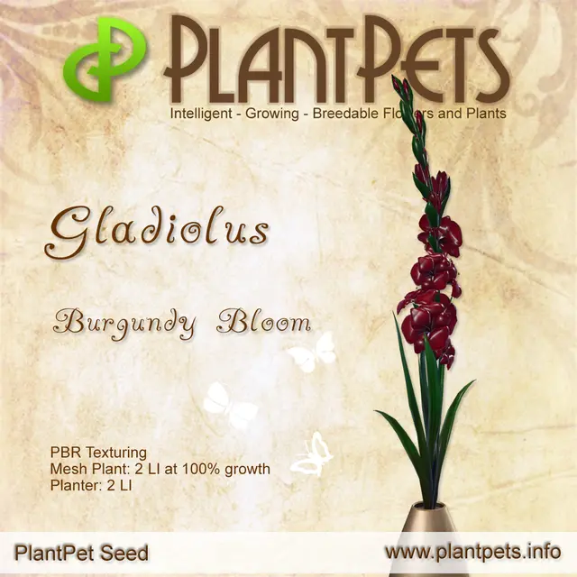 Poster for Gladiolus *Burgundy Bloom*