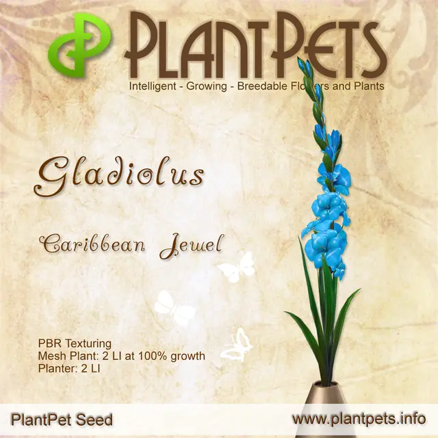 Poster for Gladiolus *Caribbean Jewel*