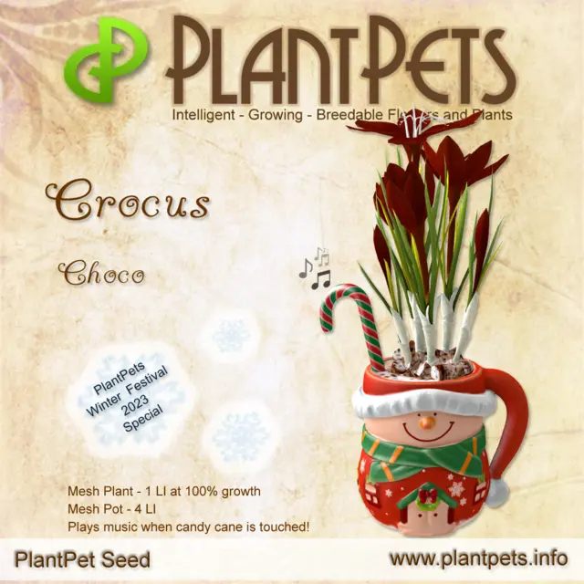 Poster for Crocus *Choco*