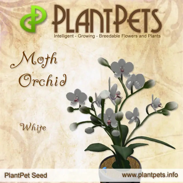 Poster for Moth Orchid *White*