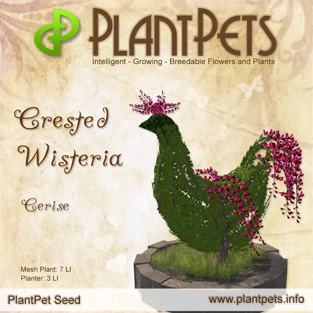 Poster for Crested Wisteria *Cerise*