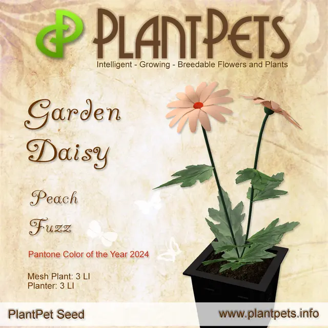 Poster for Garden Daisy *Peach Fuzz*