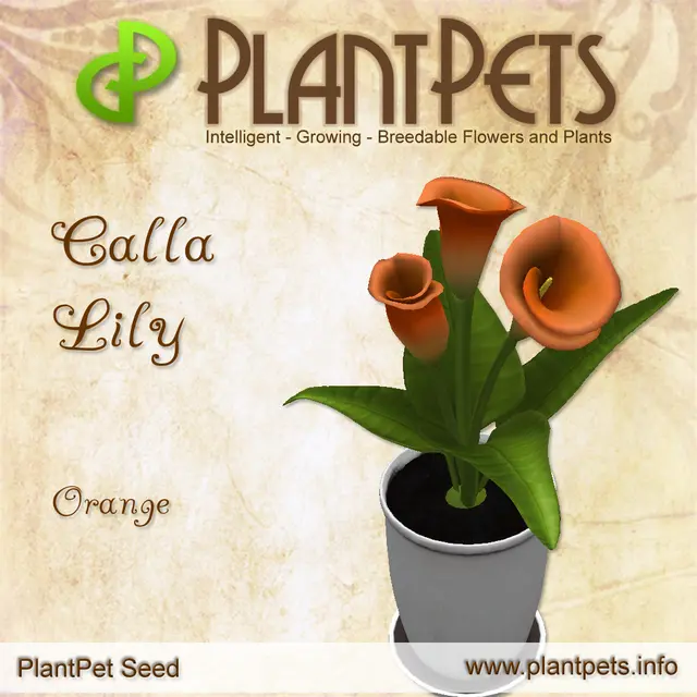 Poster for Calla Lily *Orange*
