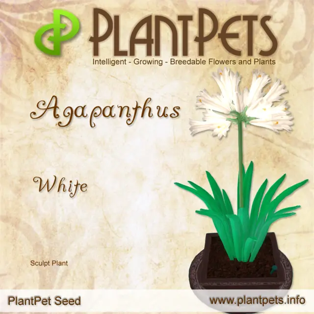 Poster for Agapanthus *White*