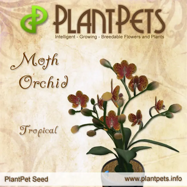 Poster for Moth Orchid *Tropical*