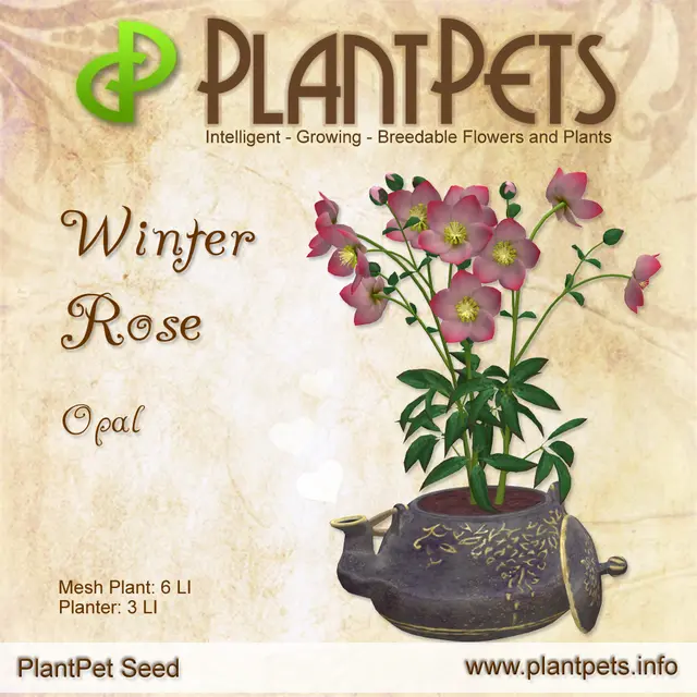 Poster for Winter Rose *Opal*