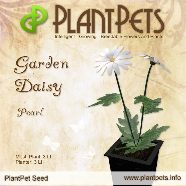 Poster for Garden Daisy *Pearl*