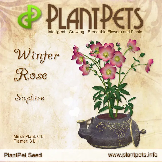 Poster for Winter Rose *Saphire*