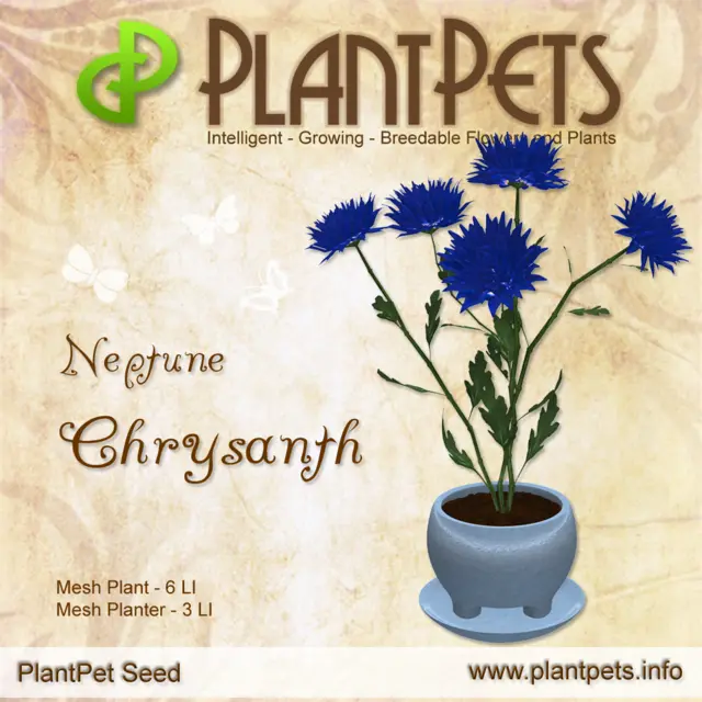 Poster for Chrysanth *Neptune*