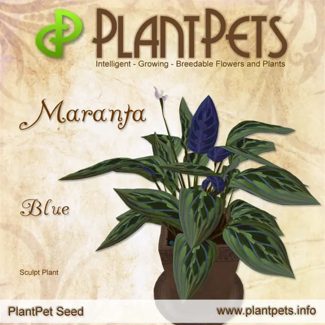 Poster for Maranta *Blue*