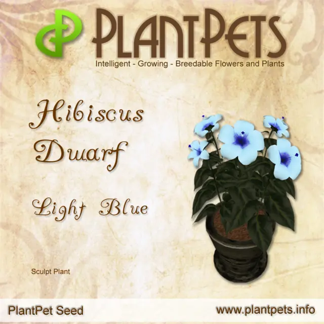 Poster for Hibiscus Dwarf *Light Blue*