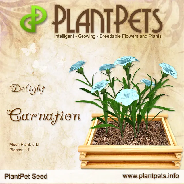 Poster for Carnation *Delight*