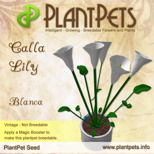 Poster for Calla Lily *Blanca*