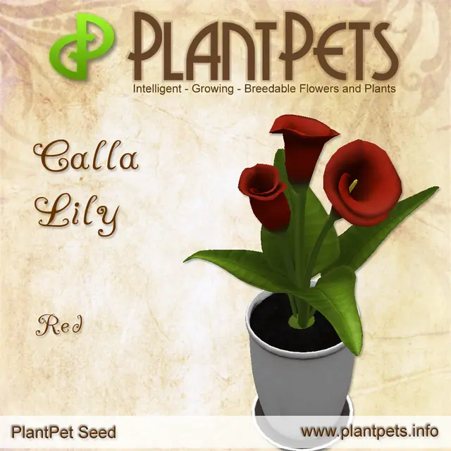 Poster for Calla Lily *Red*