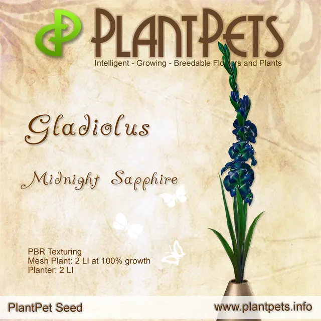 Poster for Gladiolus *Midnight Sapphire*