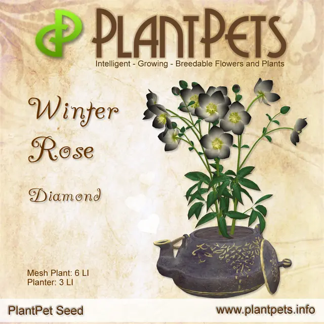 Poster for Winter Rose *Diamond*