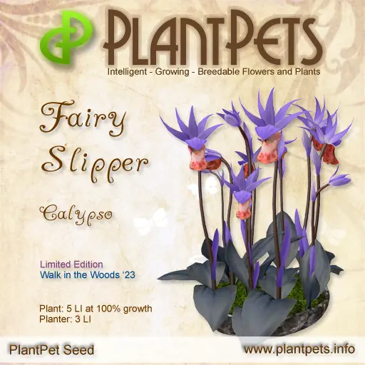 Poster for Fairy Slipper *Calypso*