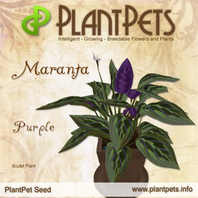 Poster for Maranta *Purple*