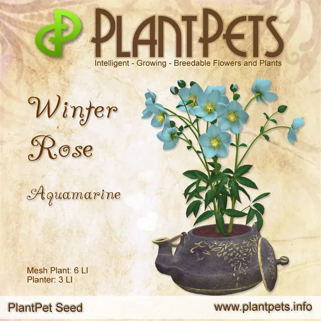 Poster for Winter Rose *Aquamarine*