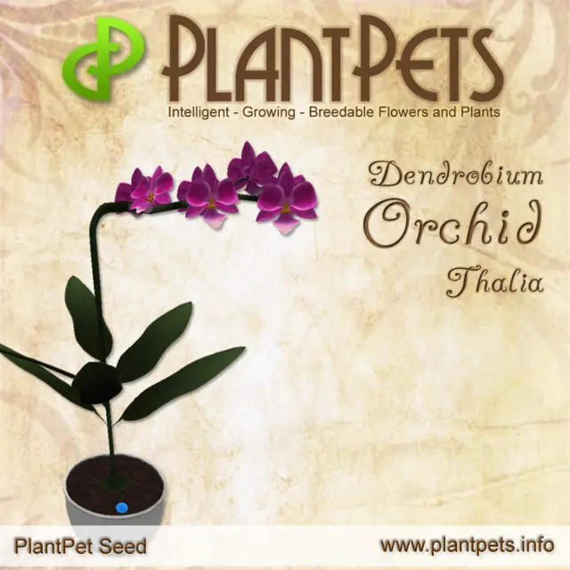 Poster for Dendrobium Orchid *Thalia*