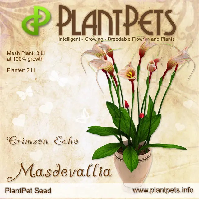 Poster for Masdevallia *Crimson Echo*