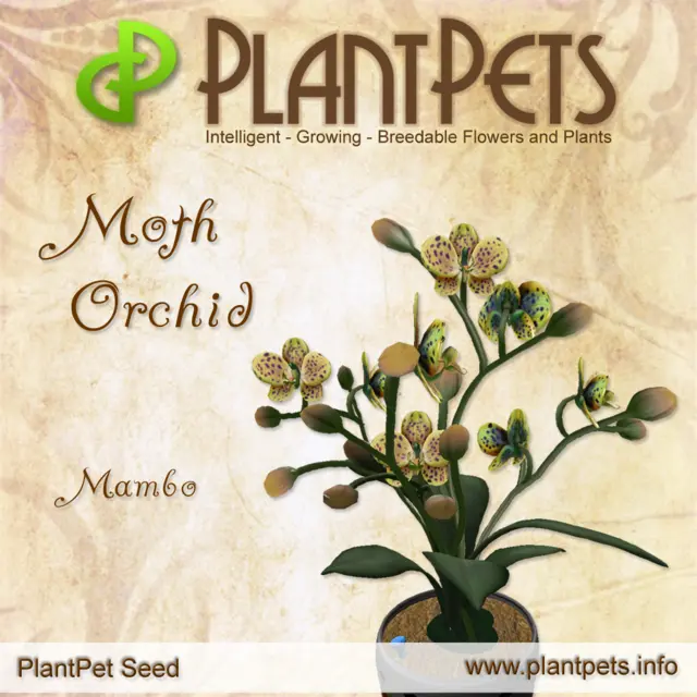 Poster for Moth Orchid *Mambo*