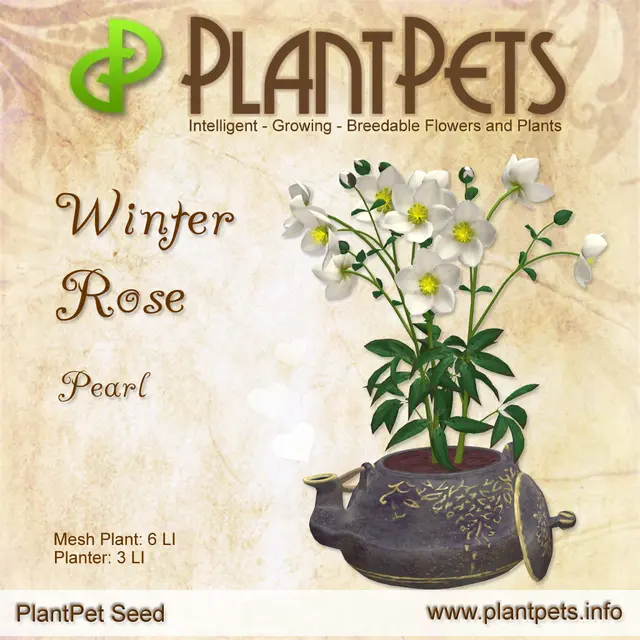 Poster for Winter Rose *Pearl*