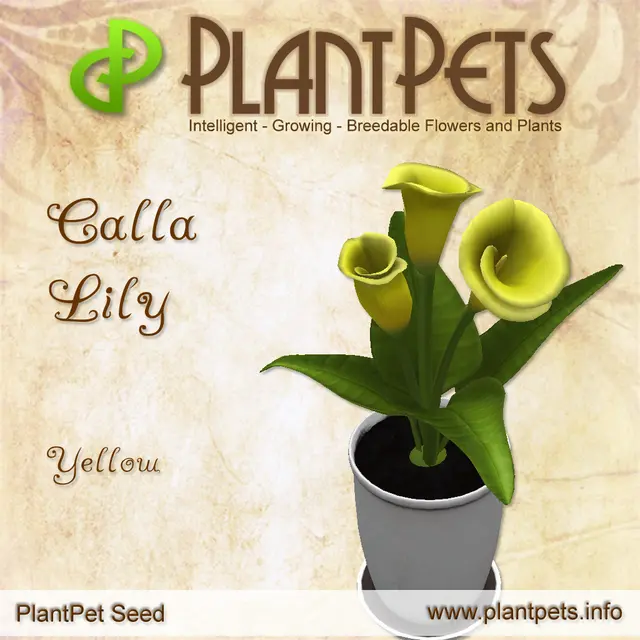 Poster for Calla Lily *Yellow*