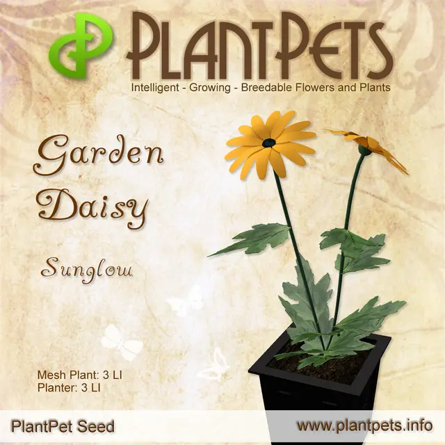 Poster for Garden Daisy *Sunglow*
